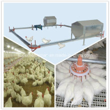 Equipamento de avicultura de criação de camadas